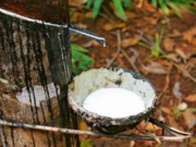 Côte d’Ivoire/Filière agricole: les planteurs d’hévéa broient du noir