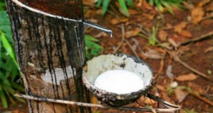 Côte d’Ivoire/Filière agricole: les planteurs d’hévéa broient du noir