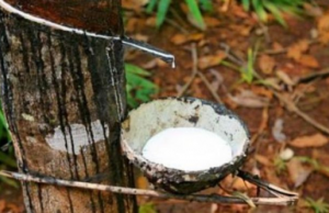 Côte d’Ivoire/Filière agricole: les planteurs d’hévéa broient du noir