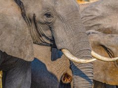 Trafic et commerce illicite d’ivoire: une disparition silencieuse des espèces protégées qu’il faut arrêter