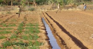 Irrigation au Sahel : un projet d’appui lancé à Ouagadougou