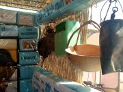 Musée de l’eau au Burkina : un espace défiant le vide culturel et anthropologique de la problématique de l’eau