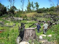 Déforestation en Afrique de l’Ouest: Gouvernements, chocolatiers, tous coupables !