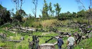 Déforestation en Afrique de l’Ouest: Gouvernements, chocolatiers, tous coupables !