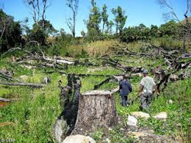 Ph forets dégradés