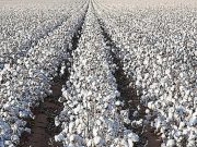 Durabilité de la culture de « l’or blanc d’Afrique » au Burkina Faso