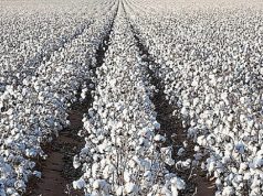 Durabilité de la culture de « l’or blanc d’Afrique » au Burkina Faso