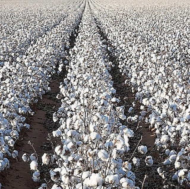 culture du coton