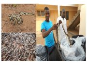 Le python royal bien que vénéré dans certaines localités au Togo, reste menacé d’extinction