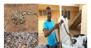 Le python royal bien que vénéré dans certaines localités au Togo, reste menacé d’extinction