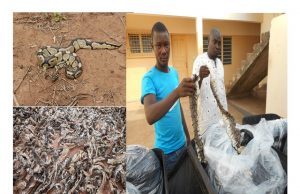 Le python royal bien que vénéré dans certaines localités au Togo, reste menacé d’extinction