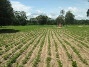 Expropriations forcées en Afrique du Sud : un air de Zimbabwe ?