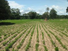 Expropriations forcées en Afrique du Sud : un air de Zimbabwe ?