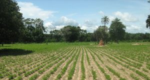 Expropriations forcées en Afrique du Sud : un air de Zimbabwe ?