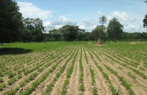 Expropriations forcées en Afrique du Sud : un air de Zimbabwe ?