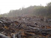 Disparition accélérée des espèces, de l’importance de restaurer la biodiversité