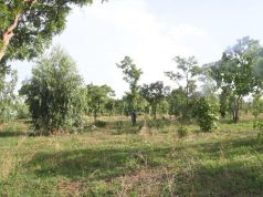 Déclassement de la forêt de Kua: «Le gouvernement tranchera» (ministre Dandjinou)