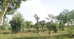 Affaire forêt de Kua : la Coalition citoyenne pour la Préservation de l’Environnement se joint à la lutte