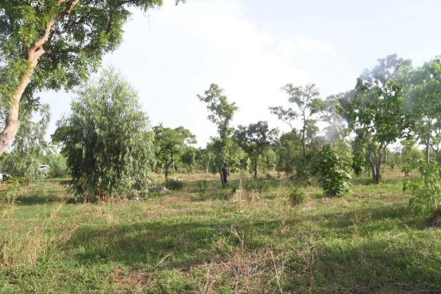 Forêt de Kua à Bobo
