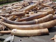 Togo : des acteurs de la protection de l’environnement outillés sur la lutte contre le trafic illicite des espèces de faune et de flore sauvages