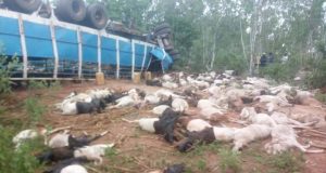 Burkina: deux morts et plus de 100 béliers tués dans un accident de la circulation
