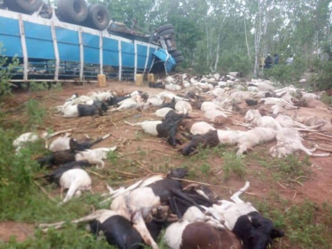 Burkina: deux morts et plus de 100 béliers tués dans un accident de la circulation