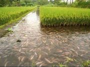La rizipisciculture qu’est ce que c’est?