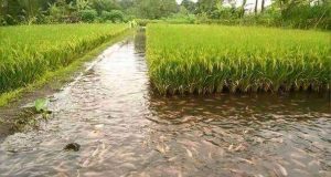 La rizipisciculture qu’est ce que c’est?