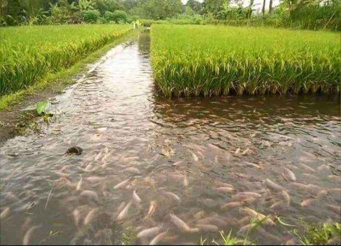 La rizipisciculture qu’est ce que c’est?