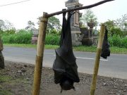 Le renard volant des Philippines: la plus grande chauve-souris du monde