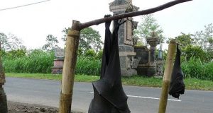 Le renard volant des Philippines: la plus grande chauve-souris du monde