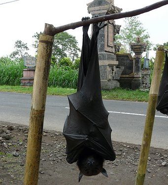 Le renard volant des Philippines: la plus grande chauve-souris du monde