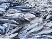 Réunion de la CICTA en Espagne : Les pays d’Afrique de l’ouest pour la protection du requin-taupe bleu, victime de la surpêche