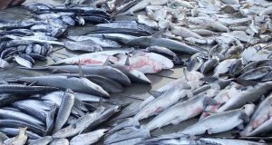 Réunion de la CICTA en Espagne : Les pays d’Afrique de l’ouest pour la protection du requin-taupe bleu, victime de la surpêche