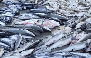 Réunion de la CICTA en Espagne : Les pays d’Afrique de l’ouest pour la protection du requin-taupe bleu, victime de la surpêche