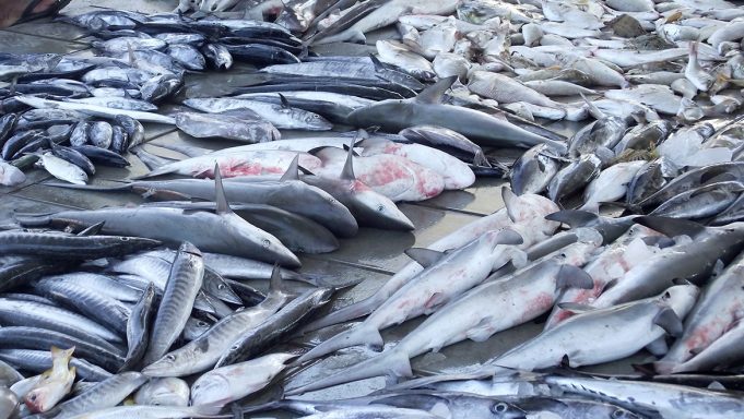 Réunion de la CICTA en Espagne : Les pays d’Afrique de l’ouest pour la protection du requin-taupe bleu, victime de la surpêche