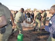 Abattage clandestin à Ouaga: 21 carcasses de porcs et de mouton saisies