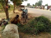 Ouagadougou : la vente de foin, un métier de refuge