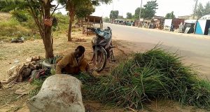 Ouagadougou : la vente de foin, un métier de refuge