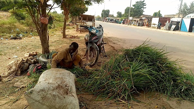 Ouagadougou : la vente de foin, un métier de refuge
