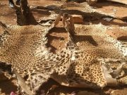 Burkina: deux trafiquants d’espèces fauniques condamnés