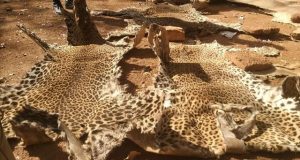 Burkina: deux trafiquants d’espèces fauniques condamnés