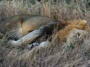 Crimes fauniques: les lions d’Afrique de l’ouest en danger critique d’extinction