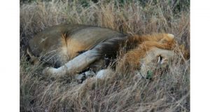Crimes fauniques: les lions d’Afrique de l’ouest en danger critique d’extinction