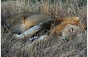 Crimes fauniques: les lions d’Afrique de l’ouest en danger critique d’extinction