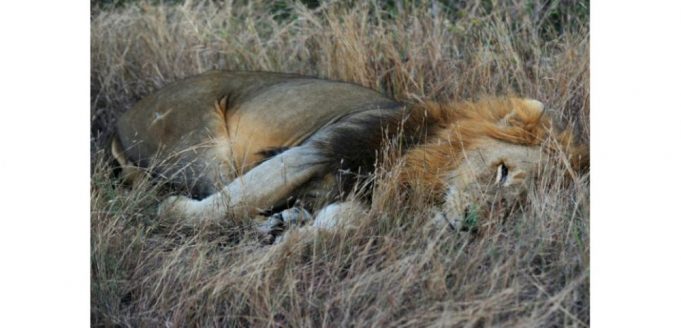 Crimes fauniques: les lions d’Afrique de l’ouest en danger critique d’extinction