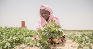 « 828 millions de personnes ont souffert de la faim en 2021 »