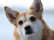 Hong Kong: un chien testé positif au coronavirus placé en quarantaine
