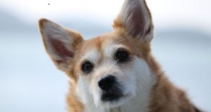 Hong Kong: un chien testé positif au coronavirus placé en quarantaine