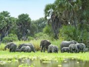Présidentielle au Togo: La protection des espèces en voie d’extinction à prendre en compte